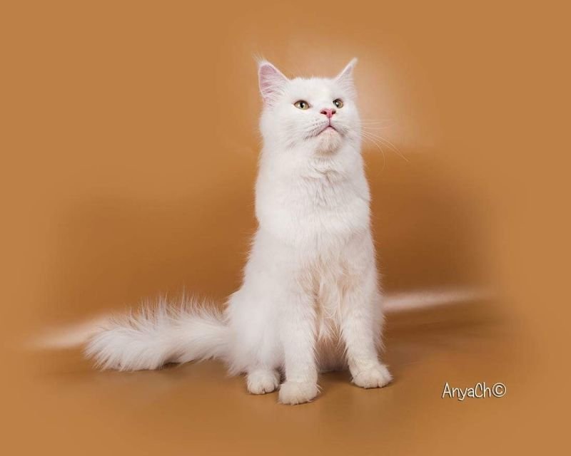Maine Coon