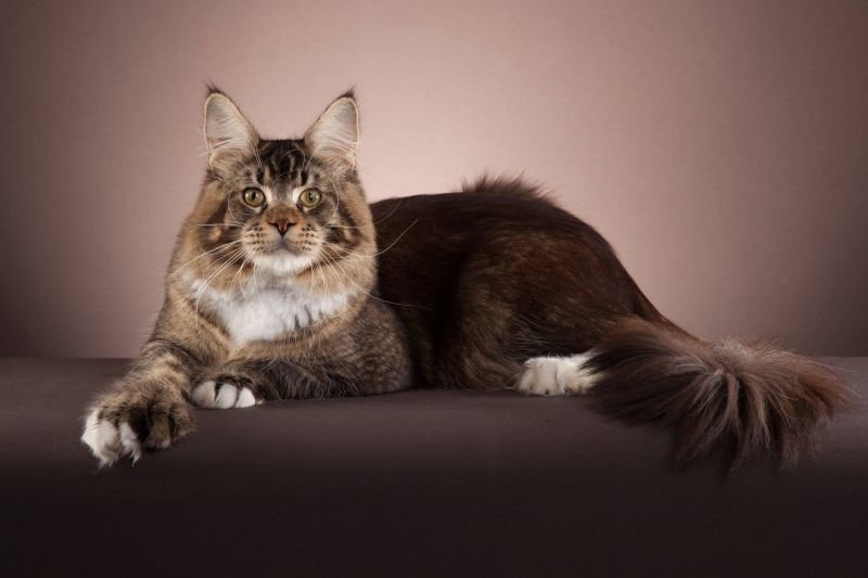 Maine Coon