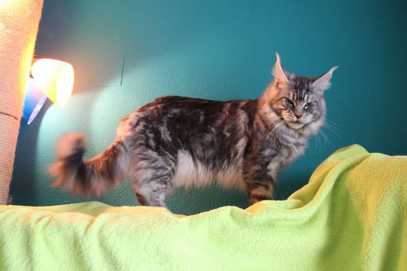 Maine Coon
