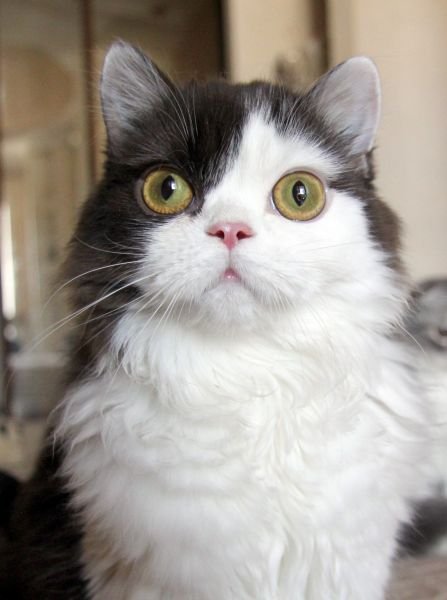 Scottish Fold