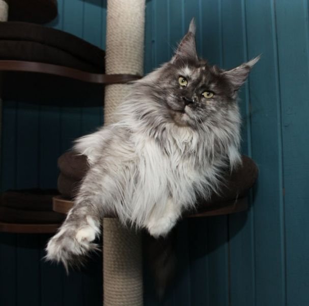 Maine Coon