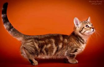 munchkin cat adoption near me