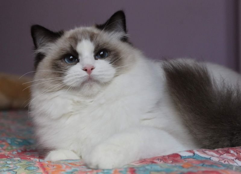 Ragdoll cat