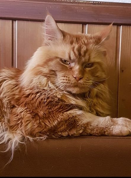 Maine Coon