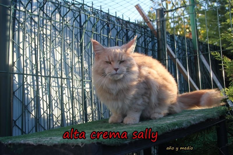 Alta Crema Sally