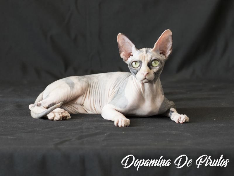 Dopamina De Pirulos