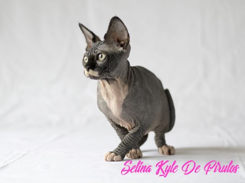 Selina Kyle De Pirulos