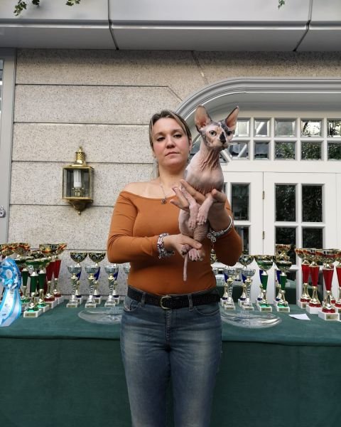 Sphynx
