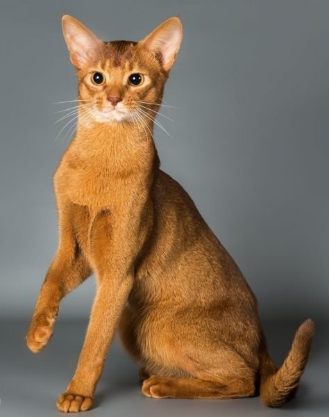 Gato Abisinio
