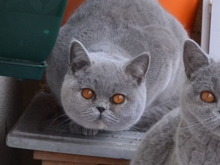 British Shorthair