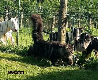 asturcoons naranco del bulnes