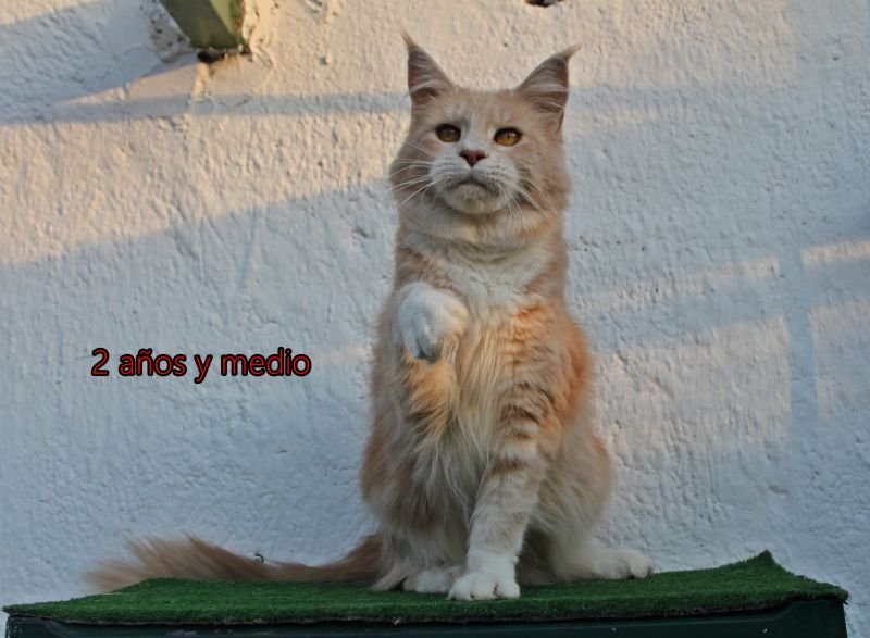Maine Coon