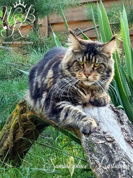 Maine Coon