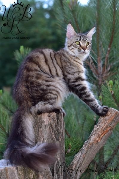 Maine Coon