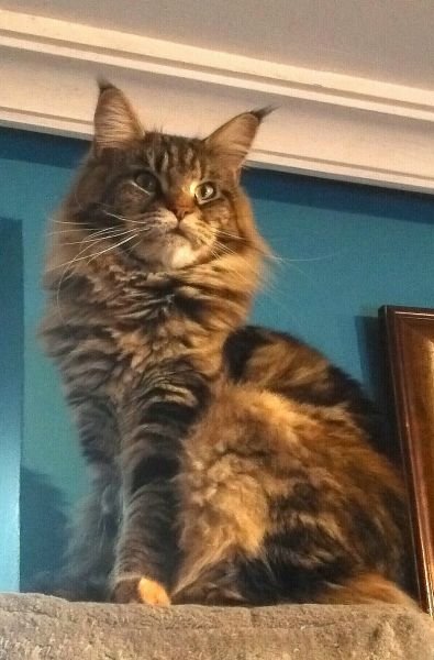 Maine Coon