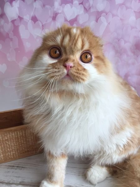 Scottish Fold