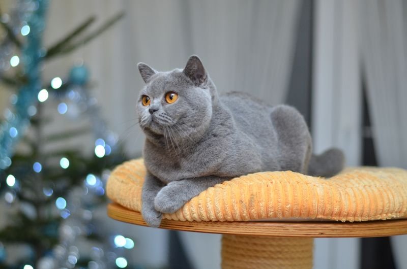 British Shorthair