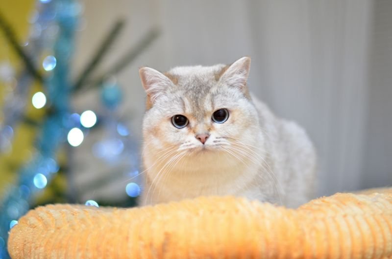 British Shorthair