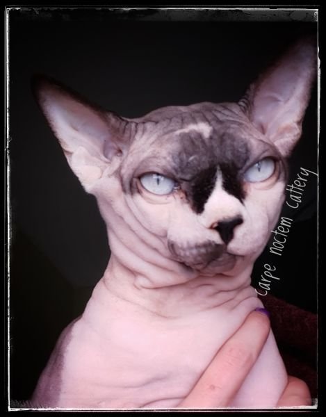 Sphynx