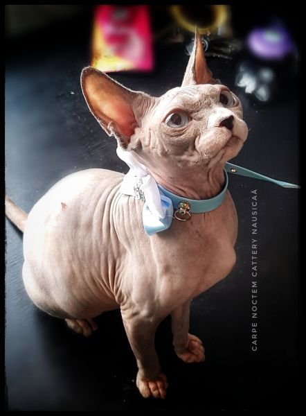 Sphynx