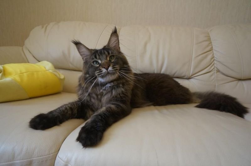 Maine Coon