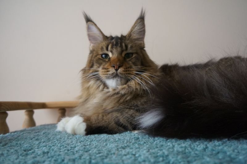 Maine Coon