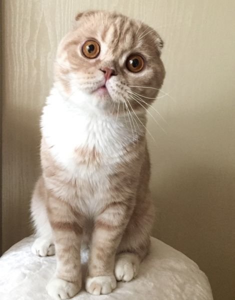 Scottish Fold