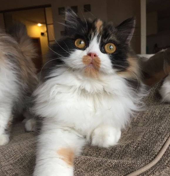Scottish Fold