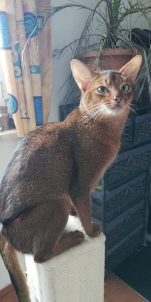 Abyssinian cat