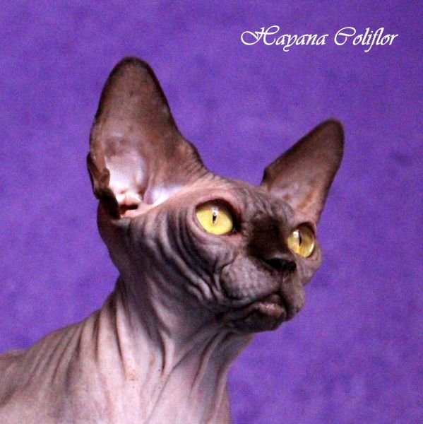 Sphynx