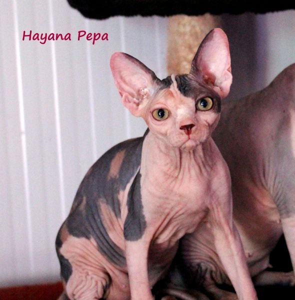 Sphynx