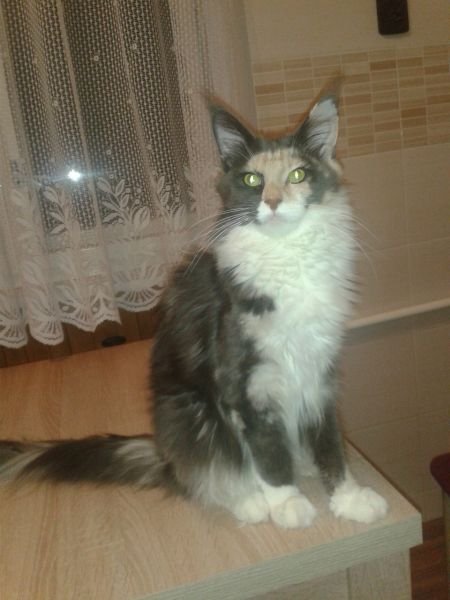 Maine Coon