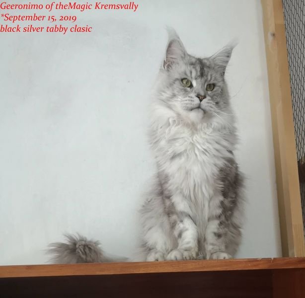Maine Coon