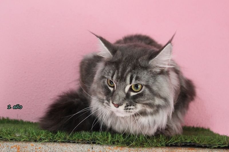 Maine Coon