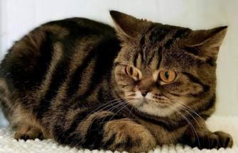 Scottish Fold