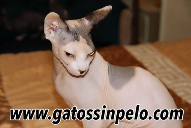Sphynx Katze
