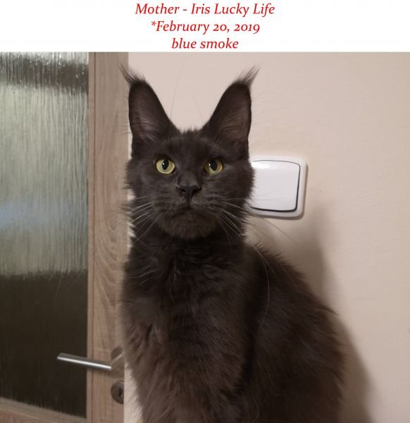 Maine Coon