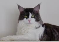 Maine Coon