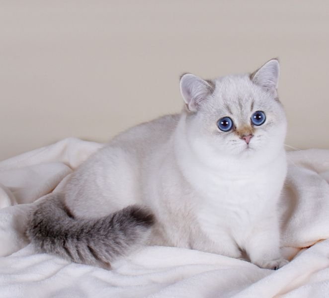 Gato British Shorthair