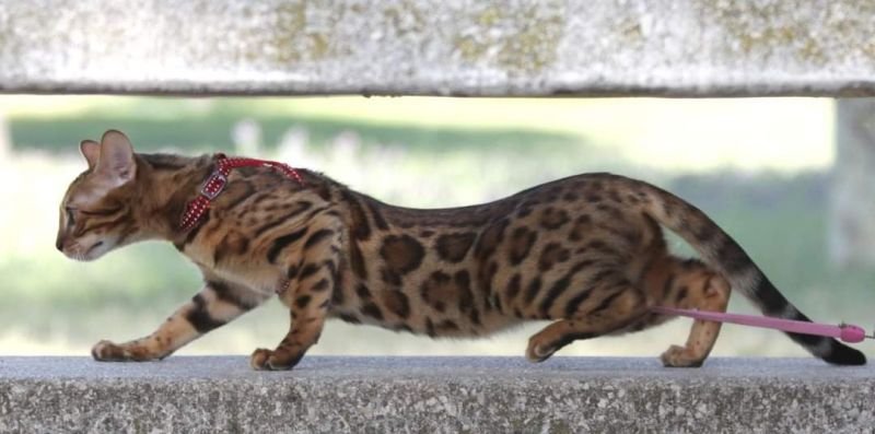 Bengalí