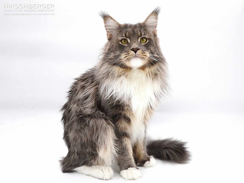 Maine Coon