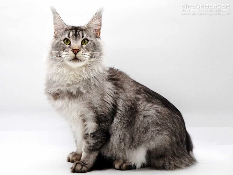 Maine Coon