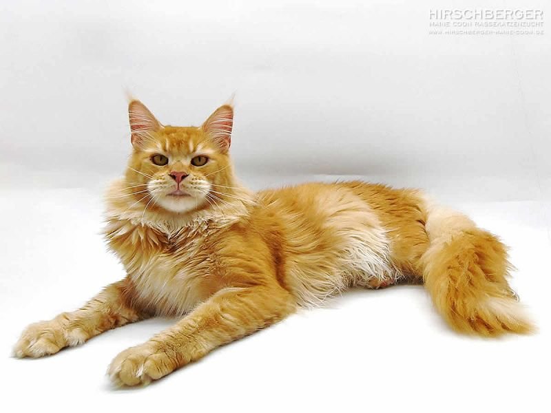 Maine Coon