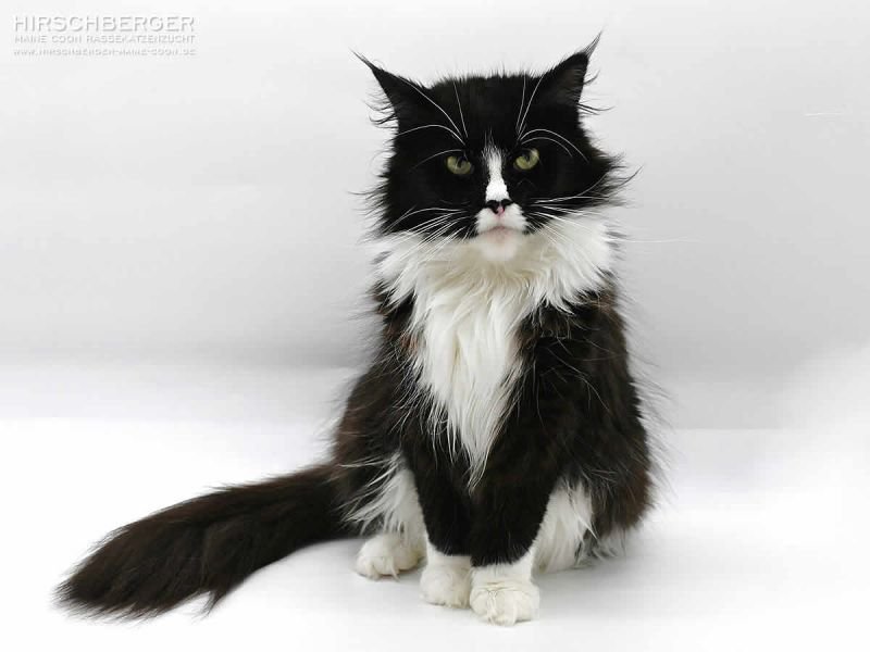 Maine Coon