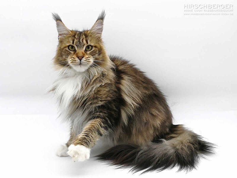Maine Coon