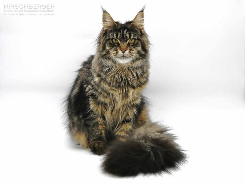 Maine Coon