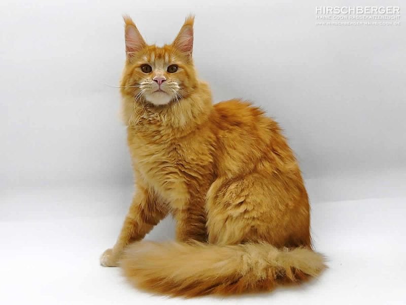 Maine Coon