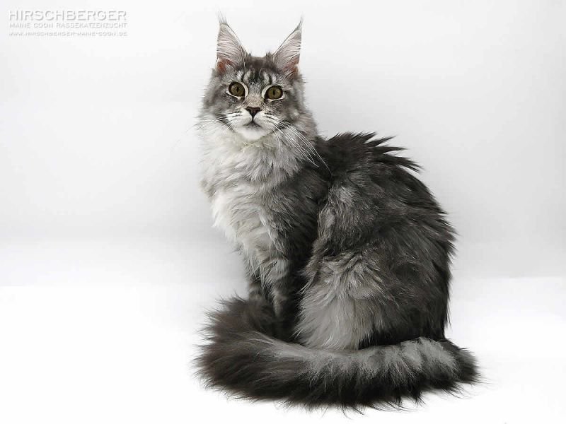 Maine Coon