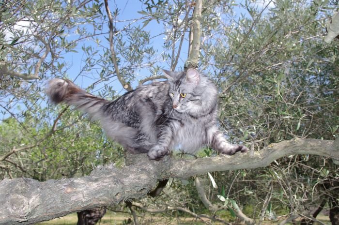 Gato Bosque de Noruega