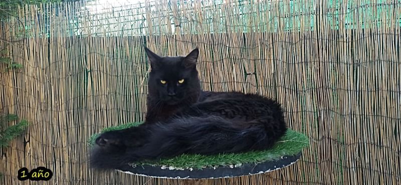 Maine Coon